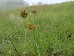 Periglossum angustifolium 